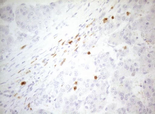 ZNF394 Antibody (aa1-296, clone OTI1A8, Carrier-free)