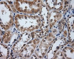 PTPRE / PTP Epsilon Antibody (clone OTI5E8)