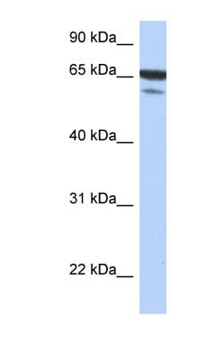 TAB1 Antibody (N-Terminus)