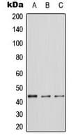 MAPK3 / ERK1 Antibody (Internal)