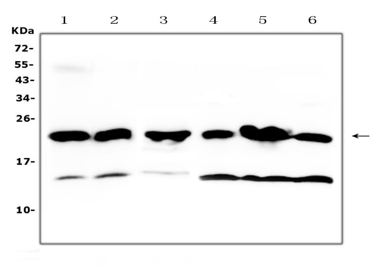 Polyclonal Rabbit anti-Mouse GSTP1 / GST Pi Antibody (IHC, WB)