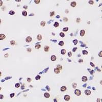WDR5 Antibody