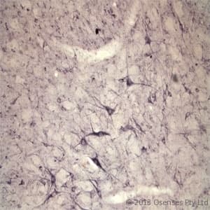 Polyclonal Rabbit anti-Rat SORT1 / Sortilin Antibody (N-Terminus, IHC, WB)