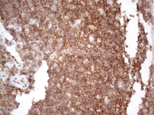 CDC42SE2 Antibody (clone OTI1B12)