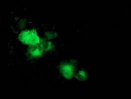 MAPRE2 / EB2 Antibody (clone OTI3C4)