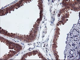 UCHL1 / PGP9.5 Antibody (clone OTI2B5, Carrier-free)