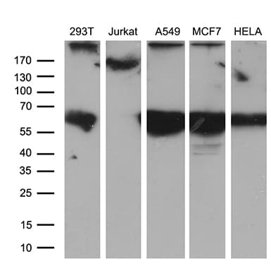 CEP63 Antibody (clone OTI2H8)