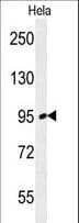 Polyclonal Rabbit anti-Human FNIP2 Antibody (aa776-804, IHC, WB)