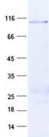 Human CAPN1 / Calpain 1 Protein (Recombinant GST, N-terminus + His, C-terminus)
