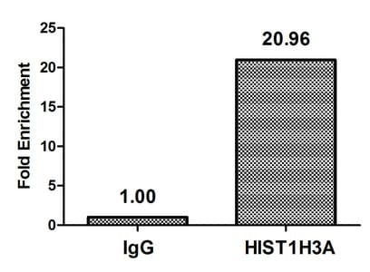 Polyclonal Rabbit anti-Human HIST1H3A Antibody (IHC, IF, WB)