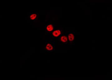 VRK3 Antibody