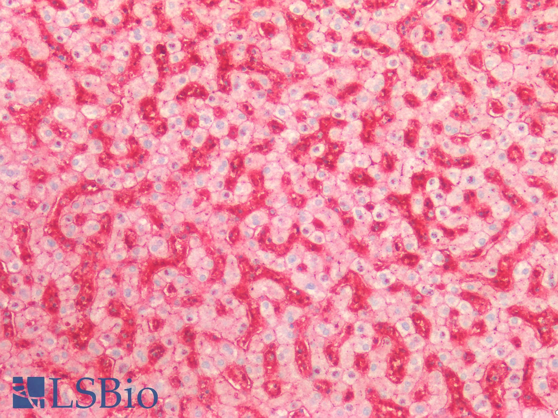Monoclonal Mouse anti-Human ST6GAL1 / CD75 Antibody (clone LN-1, IHC)