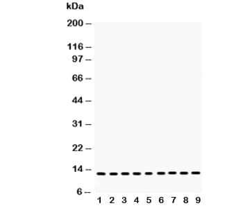 CYCS / Cytochrome c Antibody