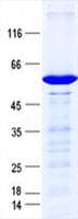 Human XAF1 Protein (Recombinant GST, N-terminus + His, C-terminus)
