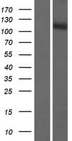 FAM40B Protein (Over-Expression Lysate Myc-DDK (Flag))