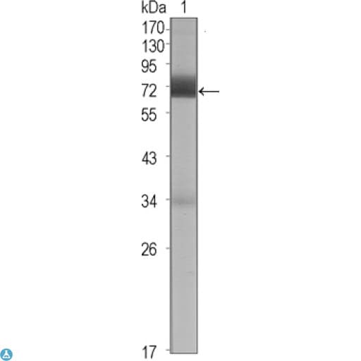 Monoclonal Mouse anti-Human CER1 Antibody (IHC, WB)