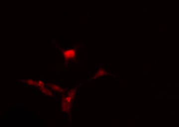 Cdc14 / CDC14A Antibody