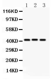 GATA5 Antibody (aa1-397)