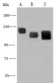 LAMP2 / CD107b Antibody (clone 02, Preservative Free)