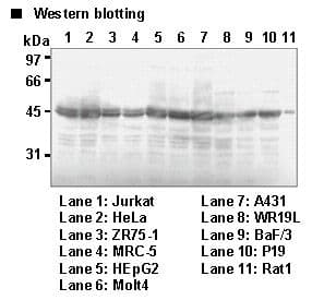 RCC1 Antibody (clone 3D11)