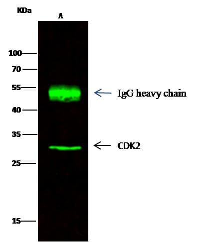 CDK2 Antibody (Preservative Free)