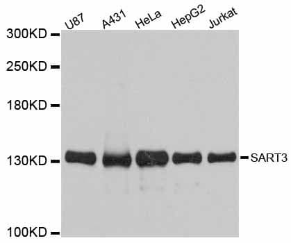 SART3 Antibody