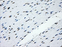 IFIT3 Antibody (clone OTI1G1, Carrier-free)