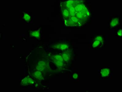 USF2 Antibody