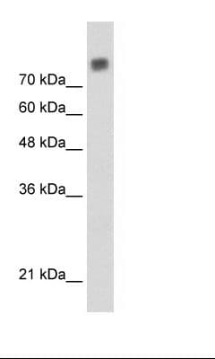 MCM6 Antibody (C-Terminus)