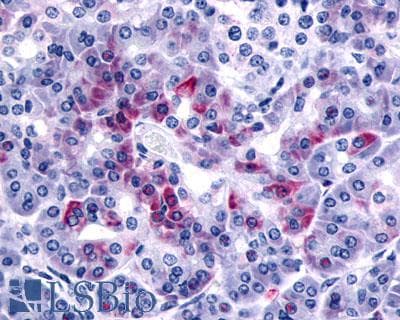 IHC-plus™ F2RL1 / PAR2 Antibody (N-Terminus)