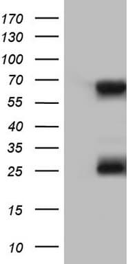 KLHL12 Antibody (aa177-405, clone OTI1D2)