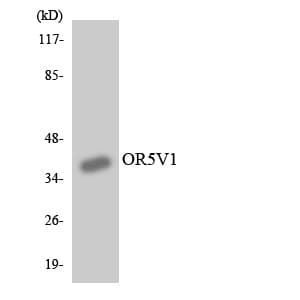 OR5V1 Antibody (aa227-276)