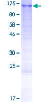 Human LUZP1 Protein (Recombinant GST)