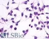 PathPlus™ GPR4 Antibody (Cytoplasmic Domain)