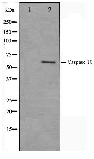 Polyclonal Rabbit anti-Human CASP10 / Caspase 10 Antibody (IHC, IF, WB)