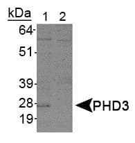 EGLN3 / PHD3 Antibody (clone EG188e/d5)