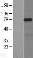 NUAK1 / ARK5 Protein (Over-Expression Lysate Myc-DDK (Flag))