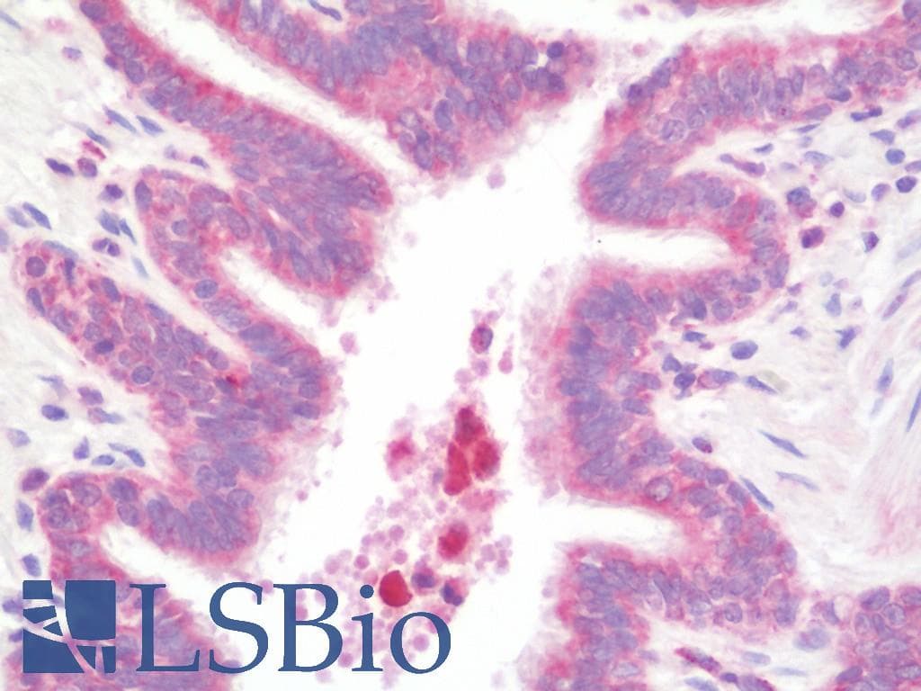 IHC-plus™ Delta3 / DLL3 Antibody (aa519-548)