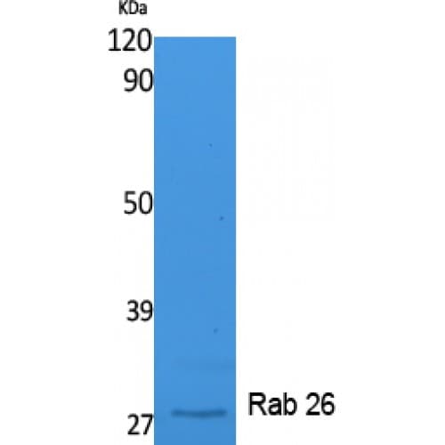 RAB26 Antibody (180-260 aa, C-terminal)