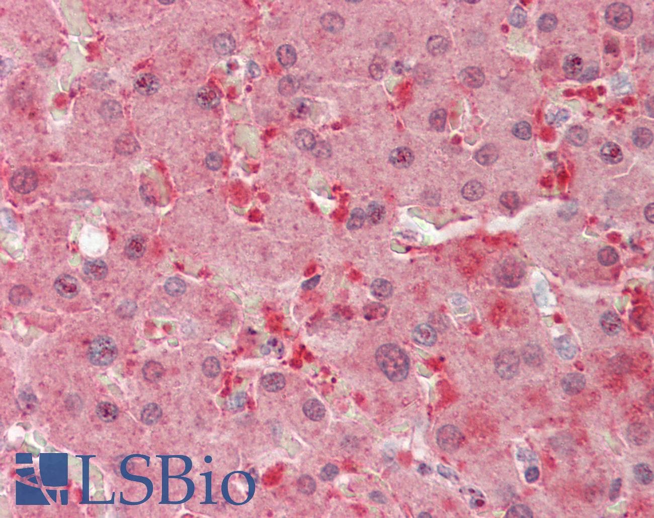 IHC-plus™ GHBP / BLVRB Antibody (aa38-49)