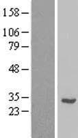 RPL7L1 Protein (Over-Expression Lysate Myc-DDK (Flag))