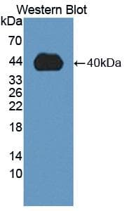 MMP23 Antibody (aa79-390)