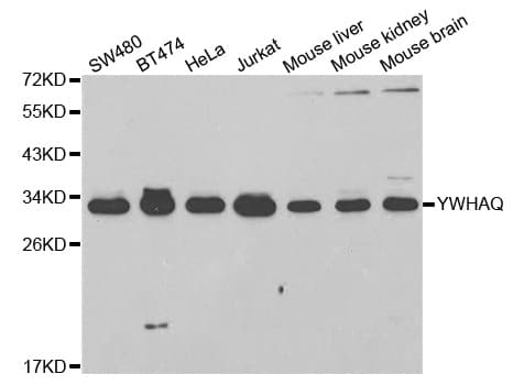 YWHAQ / 14-3-3 Theta Antibody