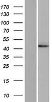 DNAJC28 Protein (Over-Expression Lysate Myc-DDK (Flag))