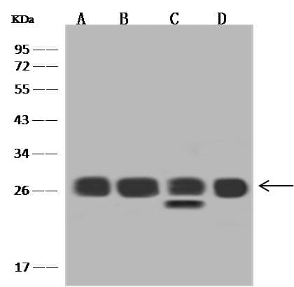 RPL14 / Ribosomal Protein L14 Antibody