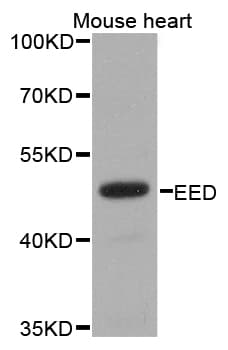 IHC-plus™ EED Antibody