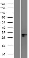 COUP-TFII / NR2F2 Protein (Over-Expression Lysate Myc-DDK (Flag))