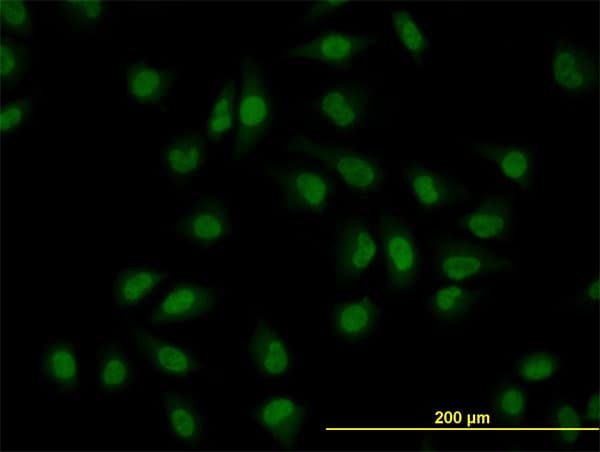 CLK3 Antibody (clone 7D6)