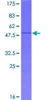 Human SAP30L Protein (Recombinant GST)