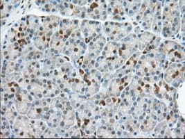 BDH2 Antibody (clone OTI3G10, Carrier-free)